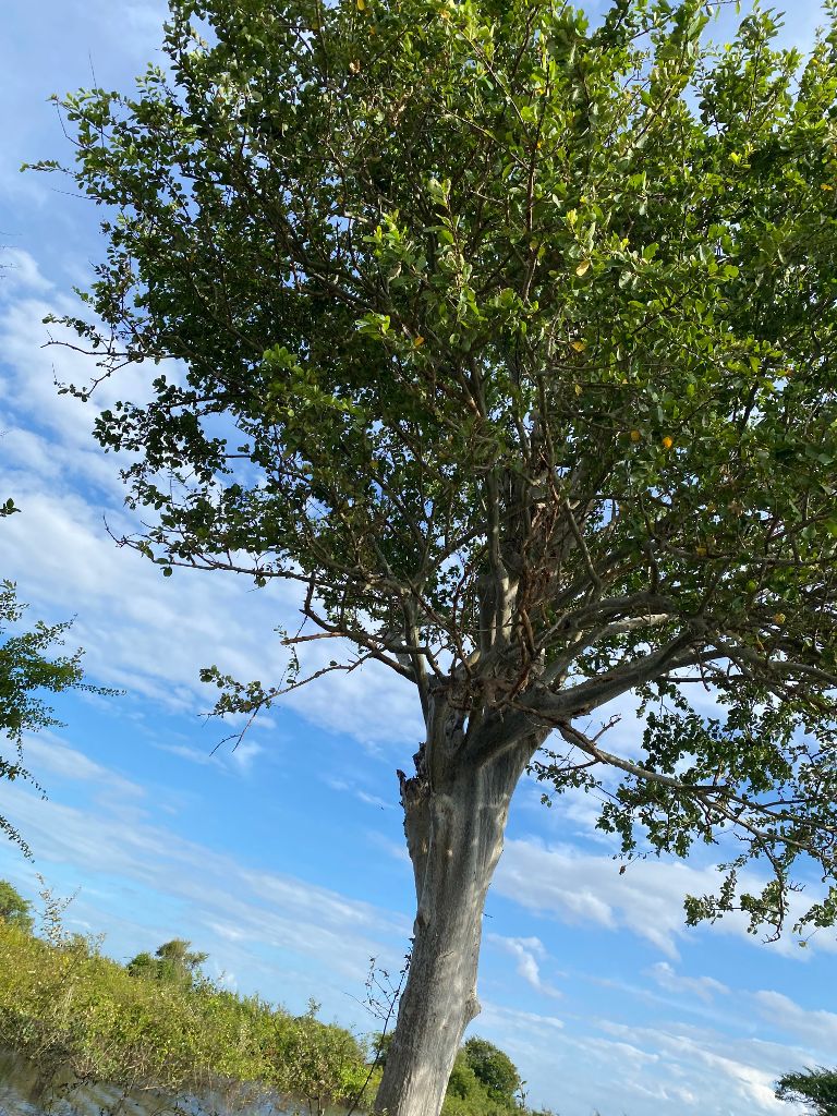 Arbre dans le Tonle Sap