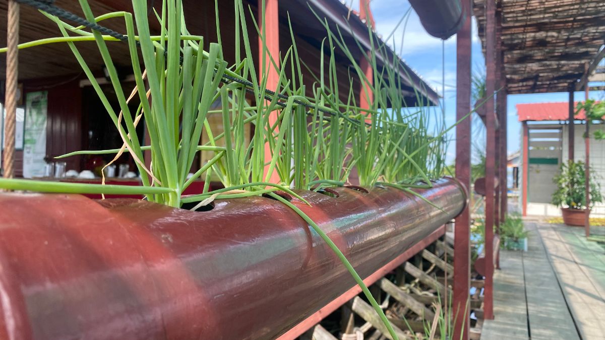 Pflanzenkultur in Plastikrohr. Aufnahme eines schwimmenden Garten in Kaoh Chiveang auf dem Tonle Sap