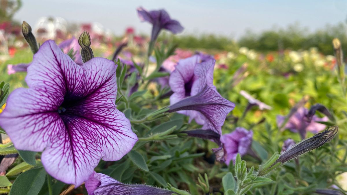 Nahaufnahme einer Blume im Angkor Wonder Garden