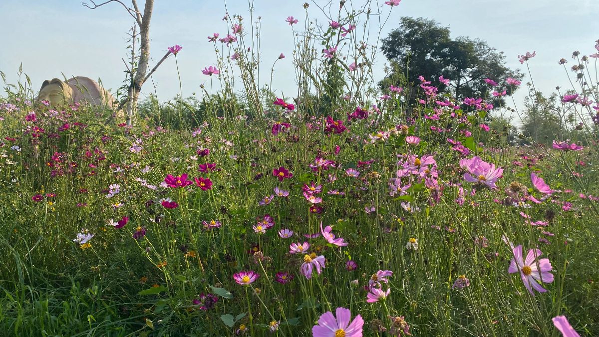 Flower meadow in the Angkor Wonder Garden